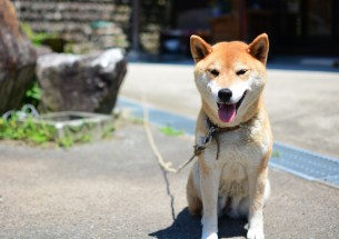つくし